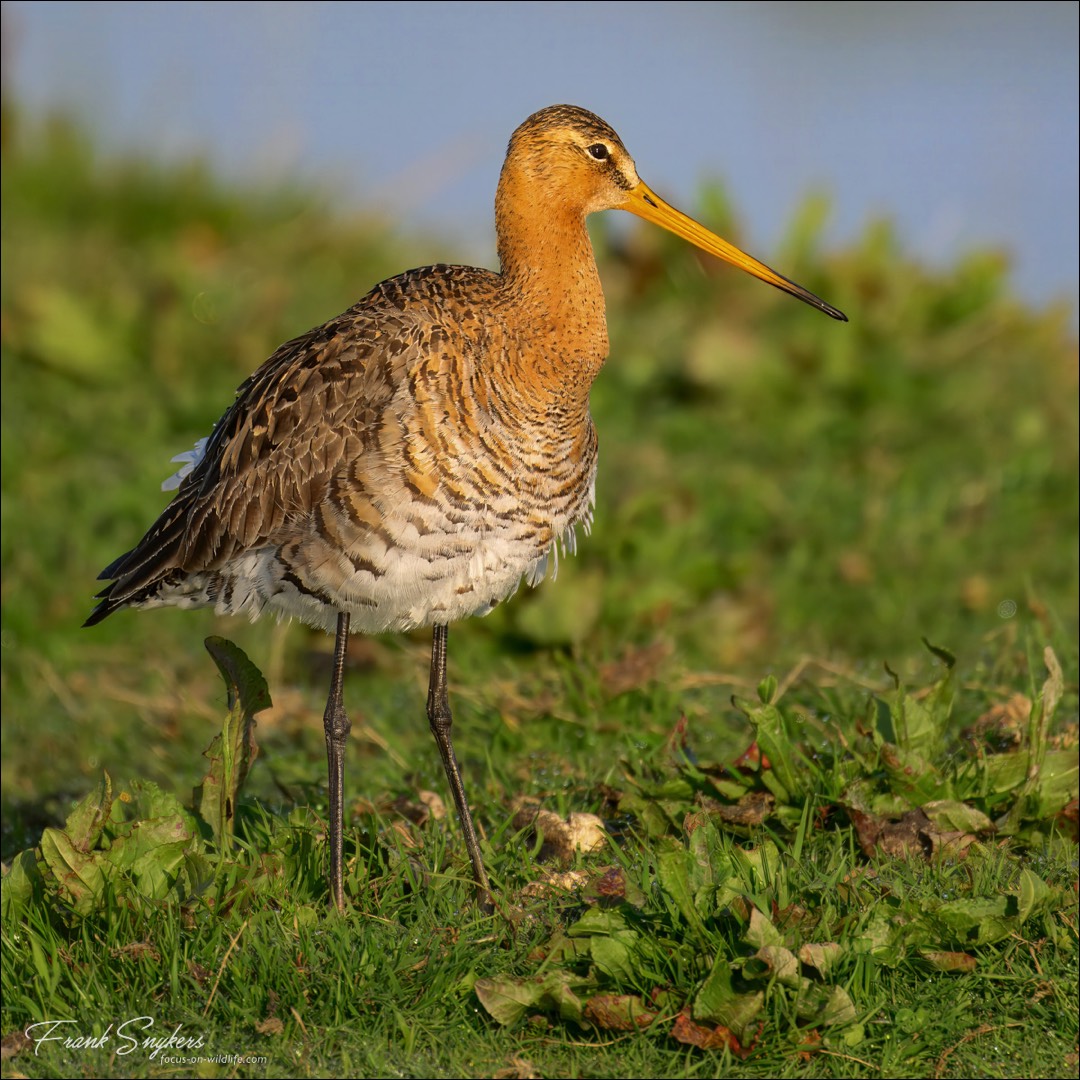 Black-tailed Godwit (Grutto) - Uitkerkse polders (Belgium) - 08/05/25
