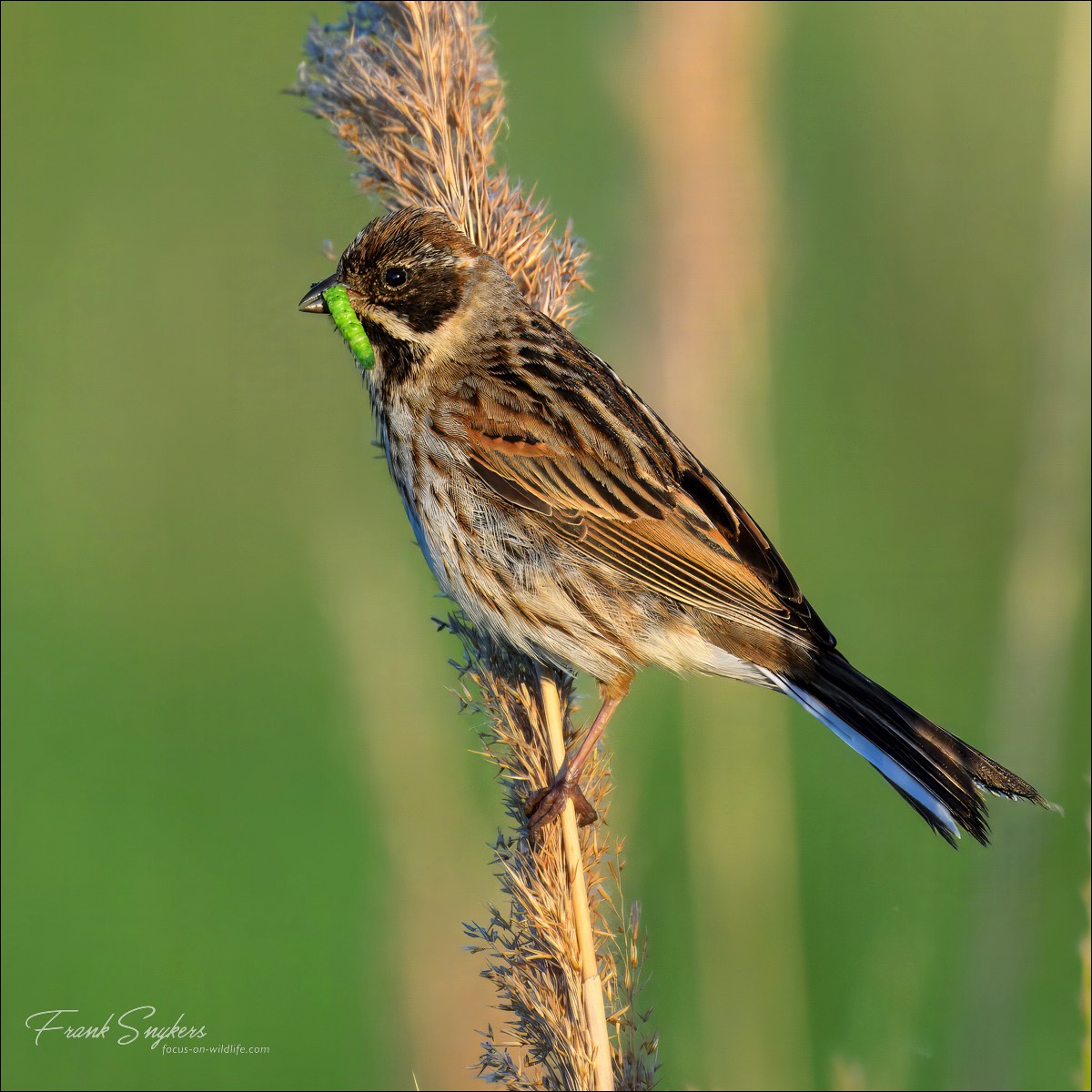 Common Reed Bunting (Rietgors) - Uitkerkse Polders (Belgium) - 12/05/25