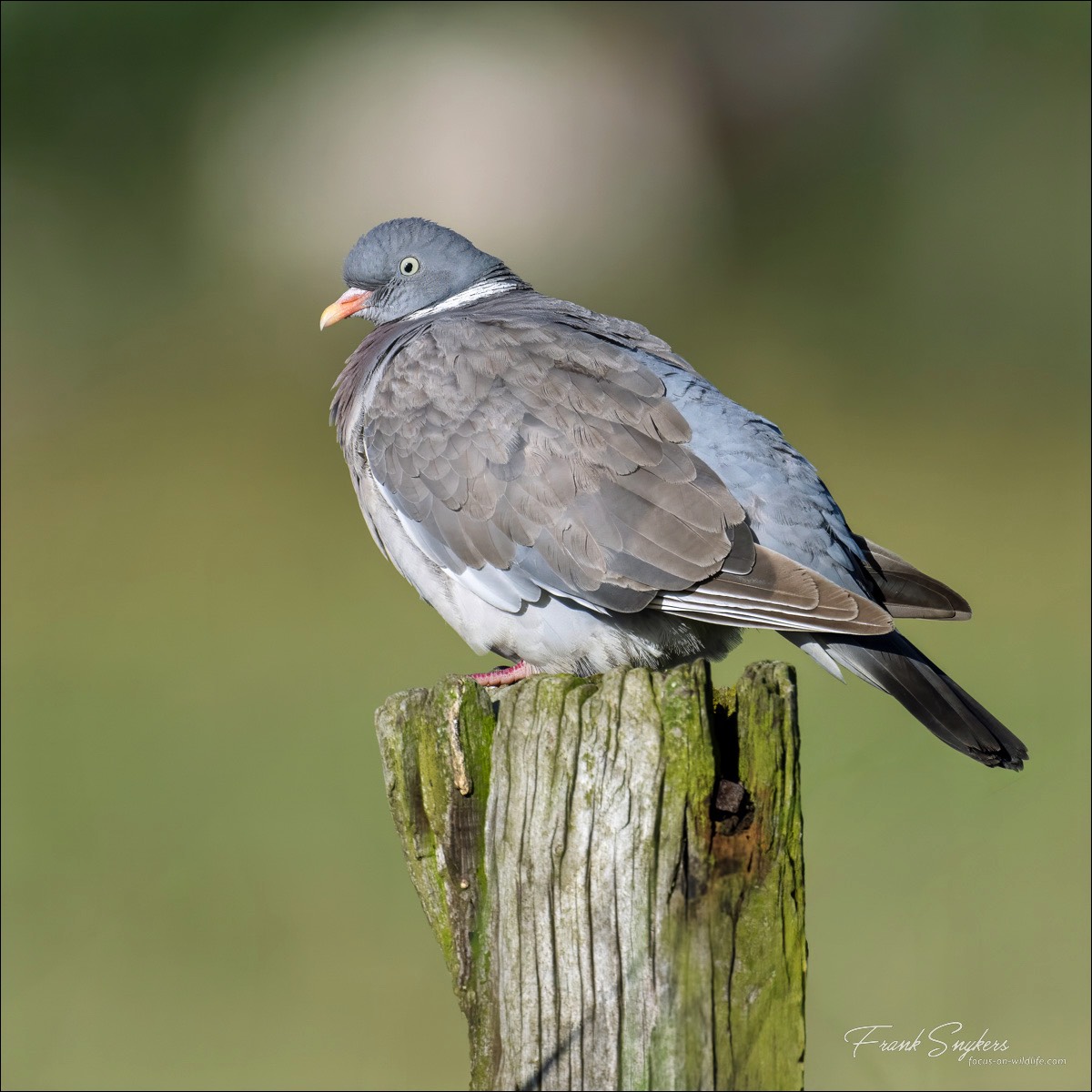 Common Wood Pigeon (Houtduif) - Uitkerkse Polders (Belgium) - 08/07/24