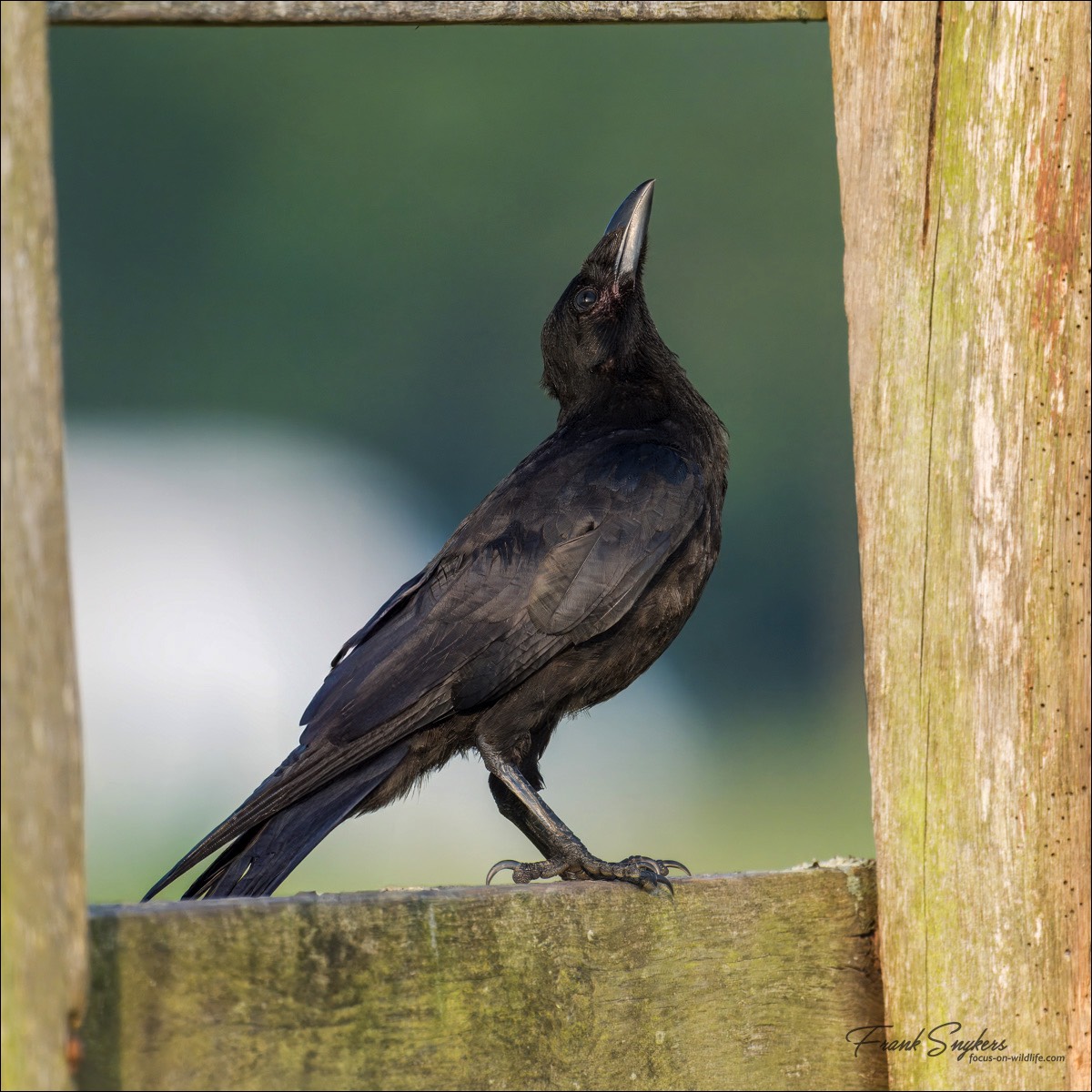 Carrion Crow (Zwarte Kraai) - Uitkerkse Polders (Belgium) - 20/07/24