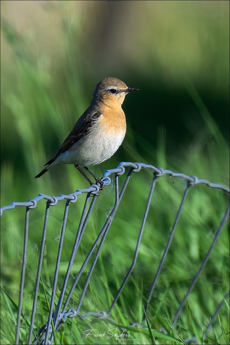 Northern Wheatear (Tapuit) - Uitkerkse Polders (Belgium) - 12/05/25