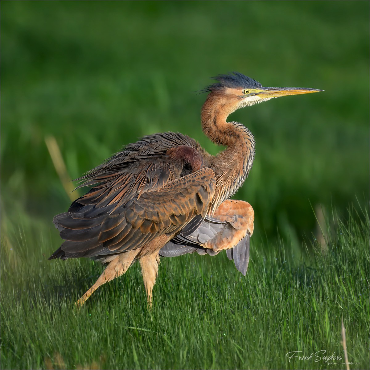 Purple Heron (Purperreiger) - Uitkerkse Polders (Belgium) - 30/04/25