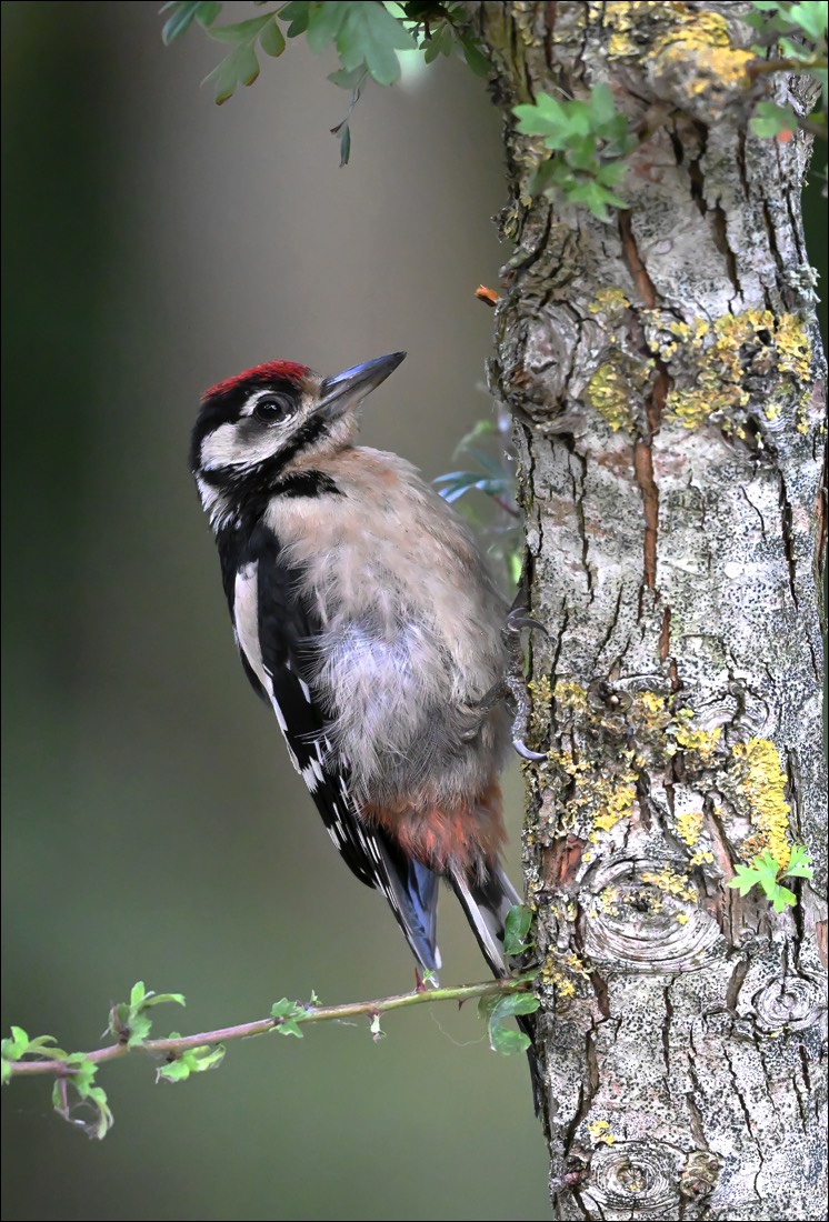 Great Spotted Woodpecker (Juv.)(Grote Bonte Specht) - Uitkerke (Belgium) - 16/07/22