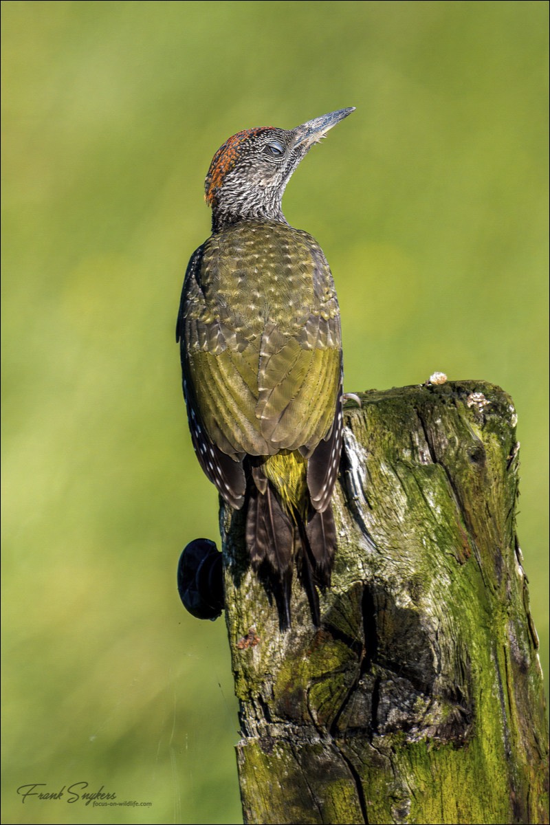 European Green Woodpecker (Groene Specht) - Uitkerkse Polders (Belgium) - 14/07/24