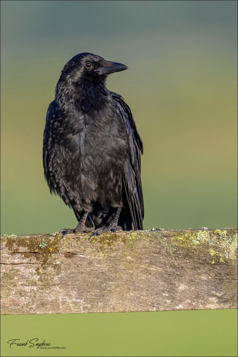 Carrion Crow (Zwarte Kraai) - Uitkerkse Polders (Belgium) - 07/07/24