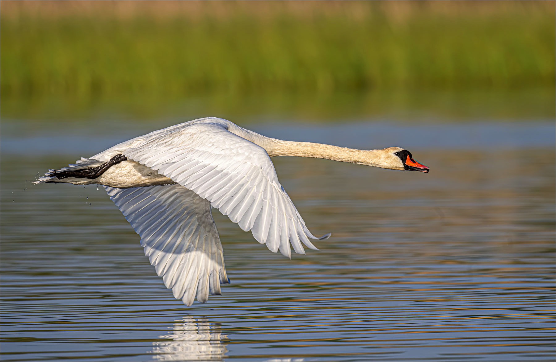 Mute Swan (Knobbelzwaan) - Danube Delta (Romania) - 10/05/23
