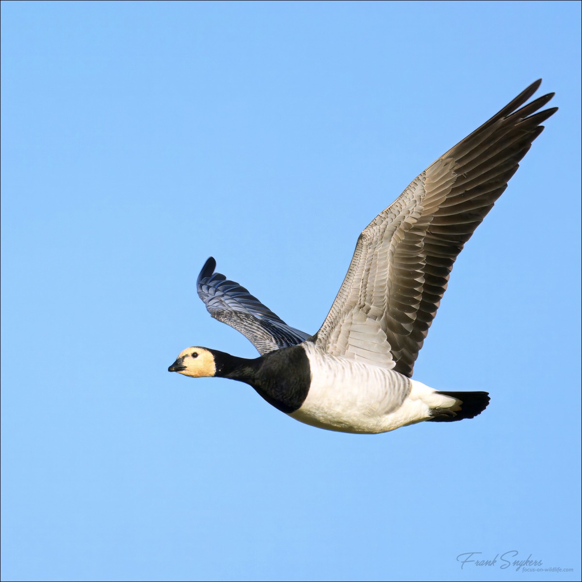 Barnacle Goose (Brandgans) - Uitkerkse Polders (Belgium) - 05/02/25