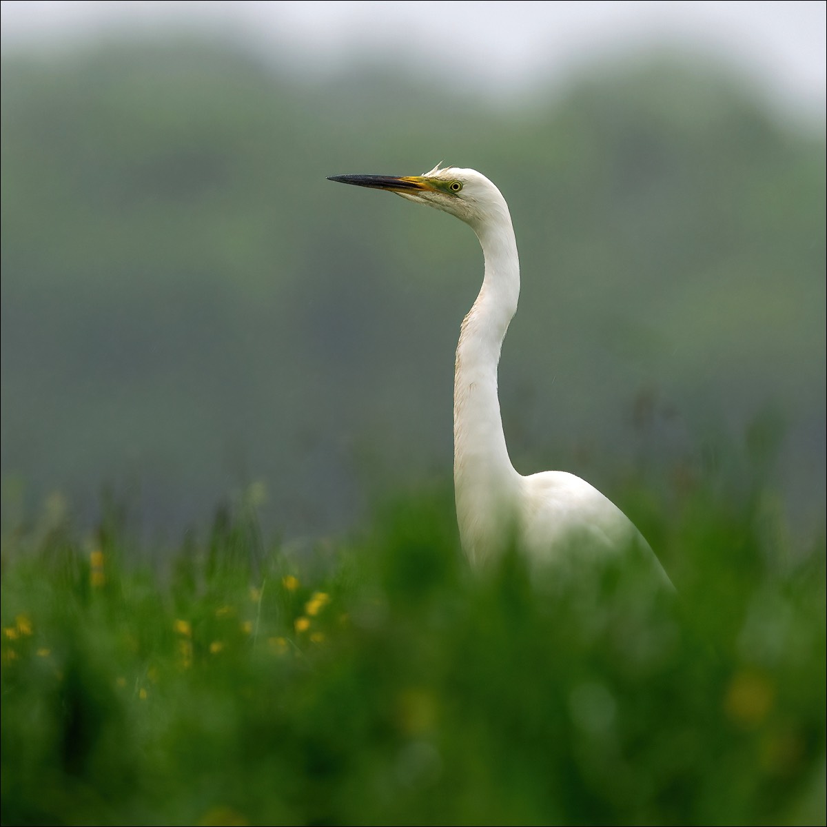Great White Egret (Grote Zilverreiger)