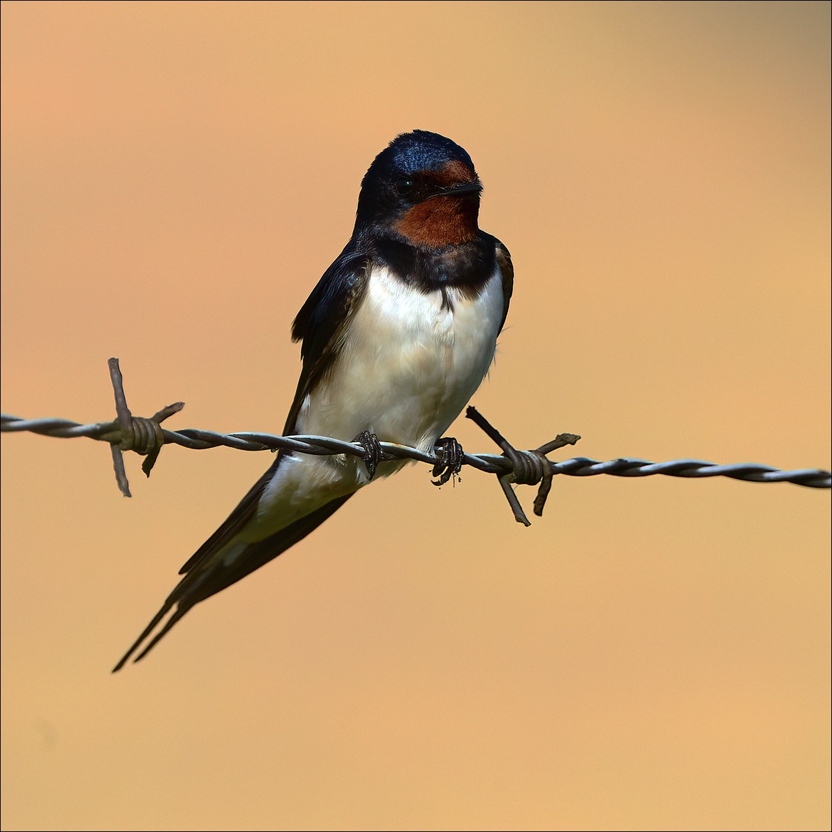 Barn Swallow (Boerernzwaluw)