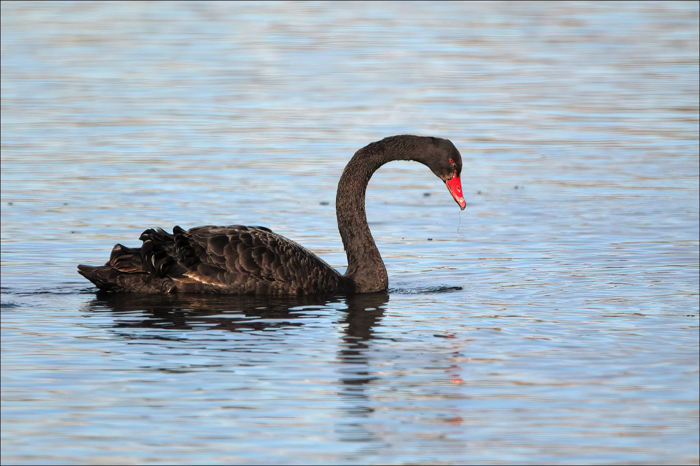 Black Swan (Zwarte Zwaann
