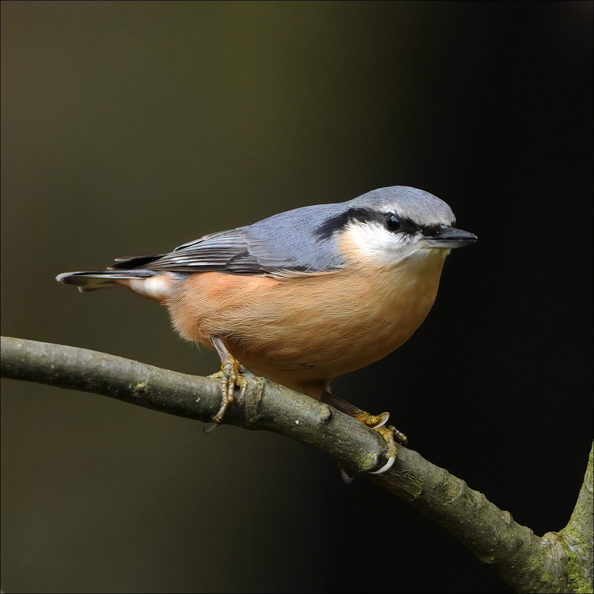 European Nuthatch (Boomklever)