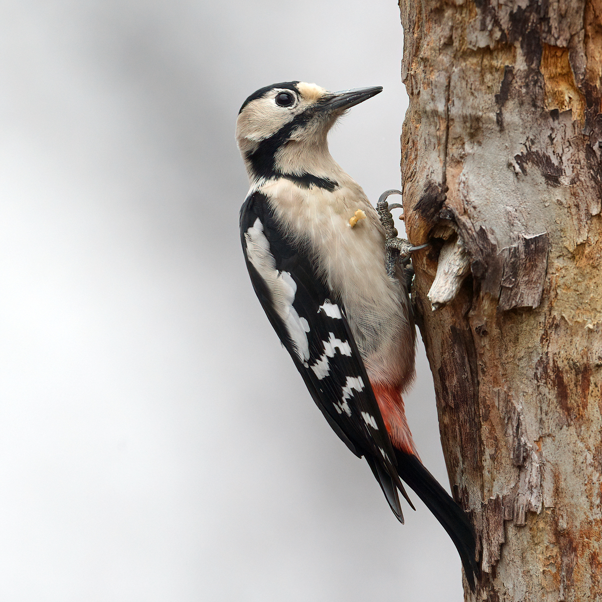 Syrian Woodpecker (Syrische Bonte Specht)