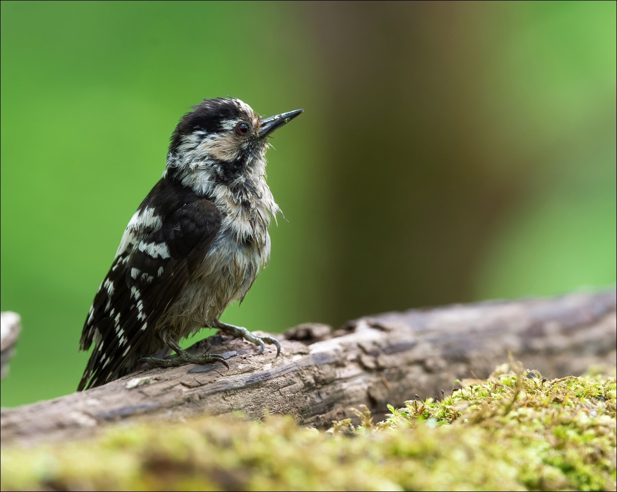 Lesser Spotted Woodpecker (Kleine Bonte Specht)