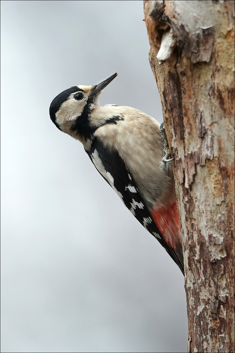 Syrian Woodpecker (Syrische Bonte Specht)