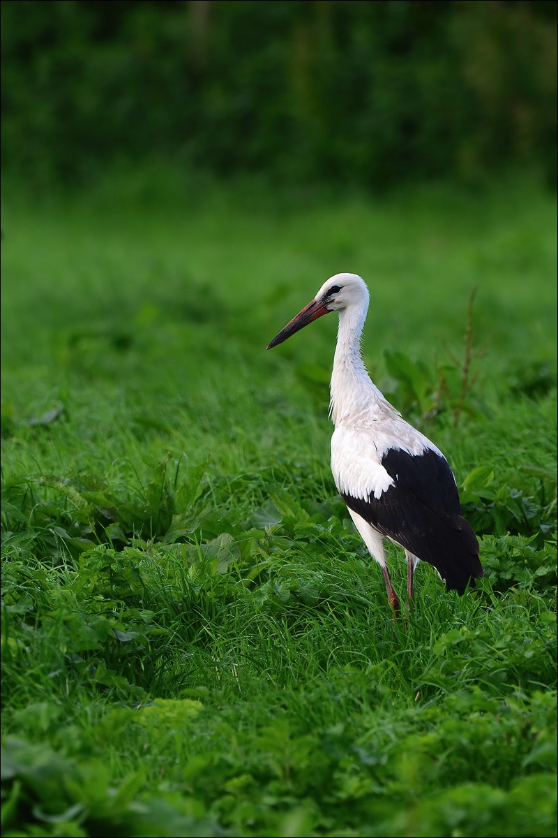 Whiye Stork (Ooievaar)