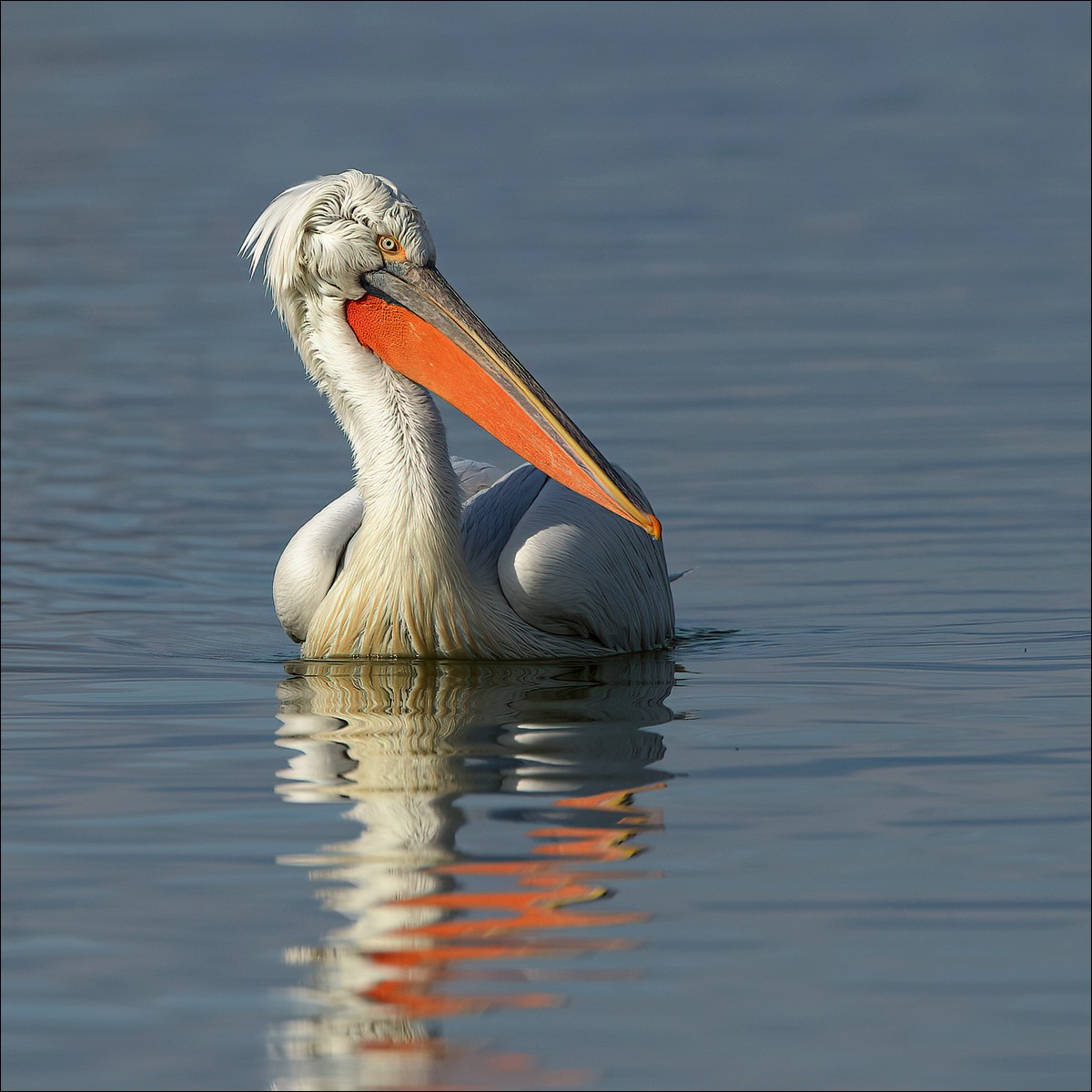 Galmatian Pelican (Kroeskoppelikaan)