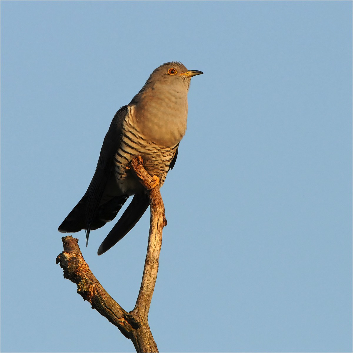 Cuckoo (Koekoek)