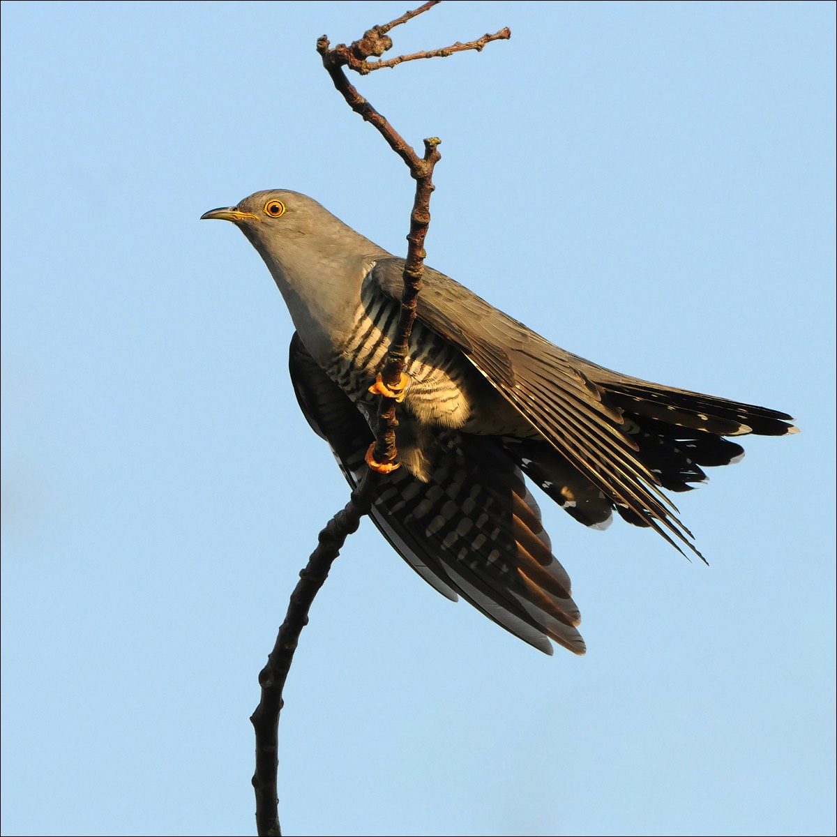 Cuckoo (Koekoek)