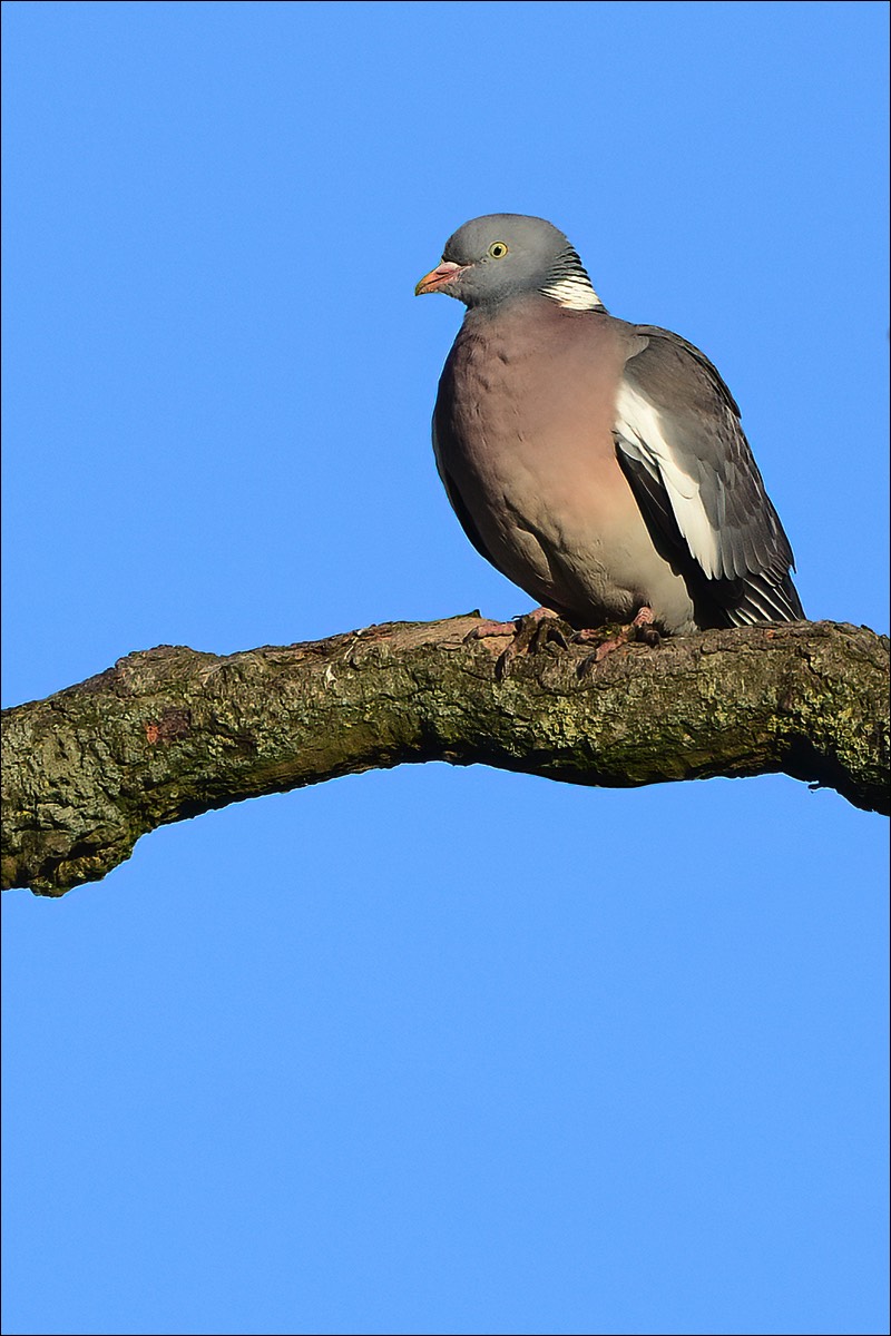 Wood Pigeon (Houtduif)