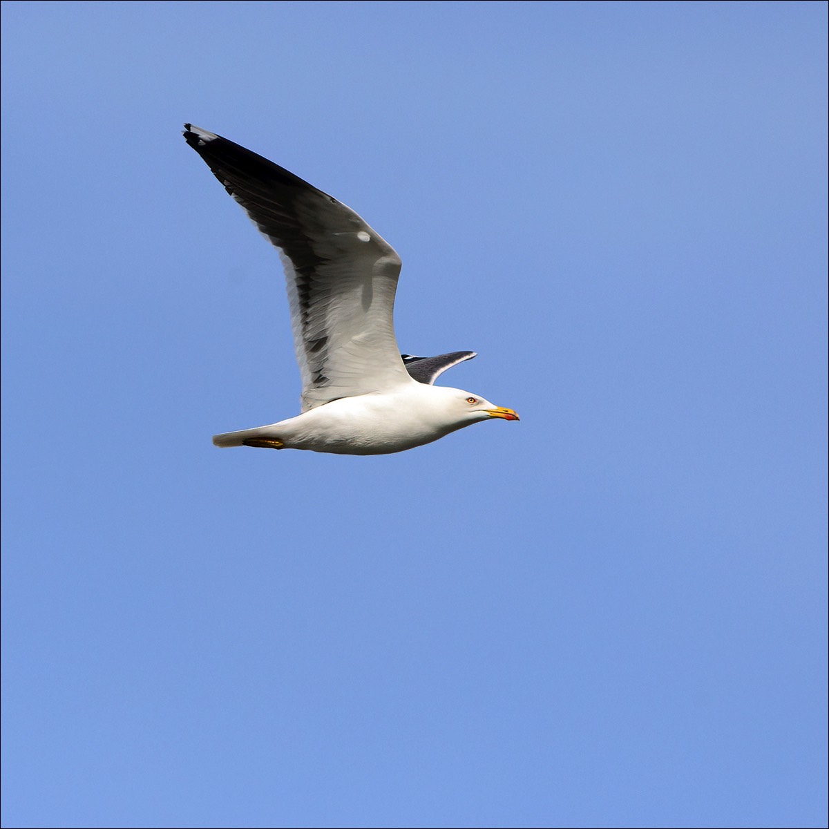 Greater Black-backed Gull (Grote Mantelmeeuw)